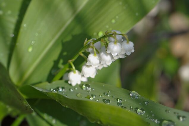 Короткочасні дощі, місцями грози: синоптики дали прогноз погоди на вівторок, 7 травня