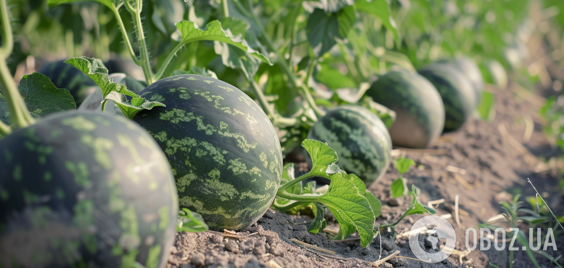 Как вырастить крупные и сладкие арбузы: инструкция от посадки до сбора урожая