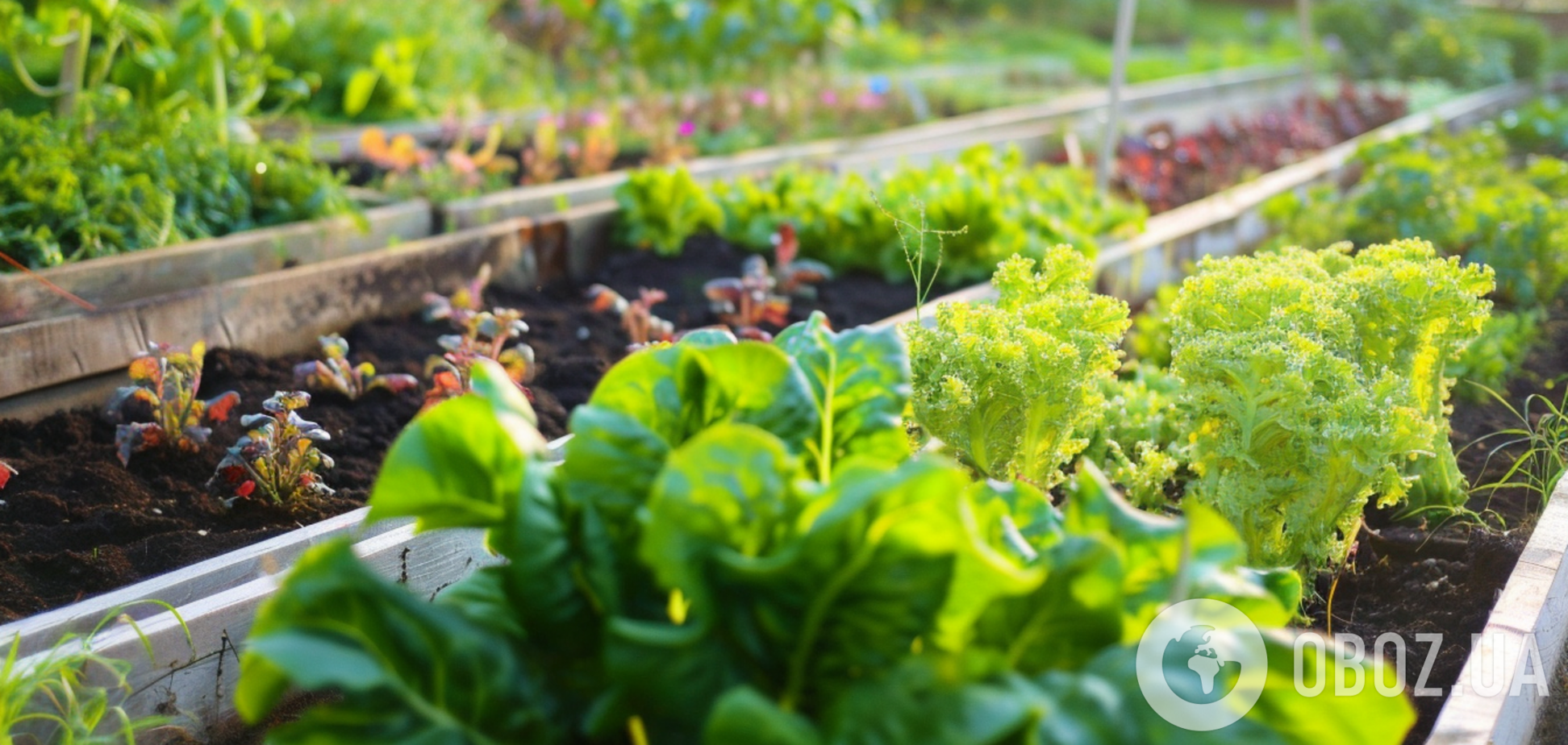 Как вывести хрен из огорода: способы, работающие даже в безнадежных случаях