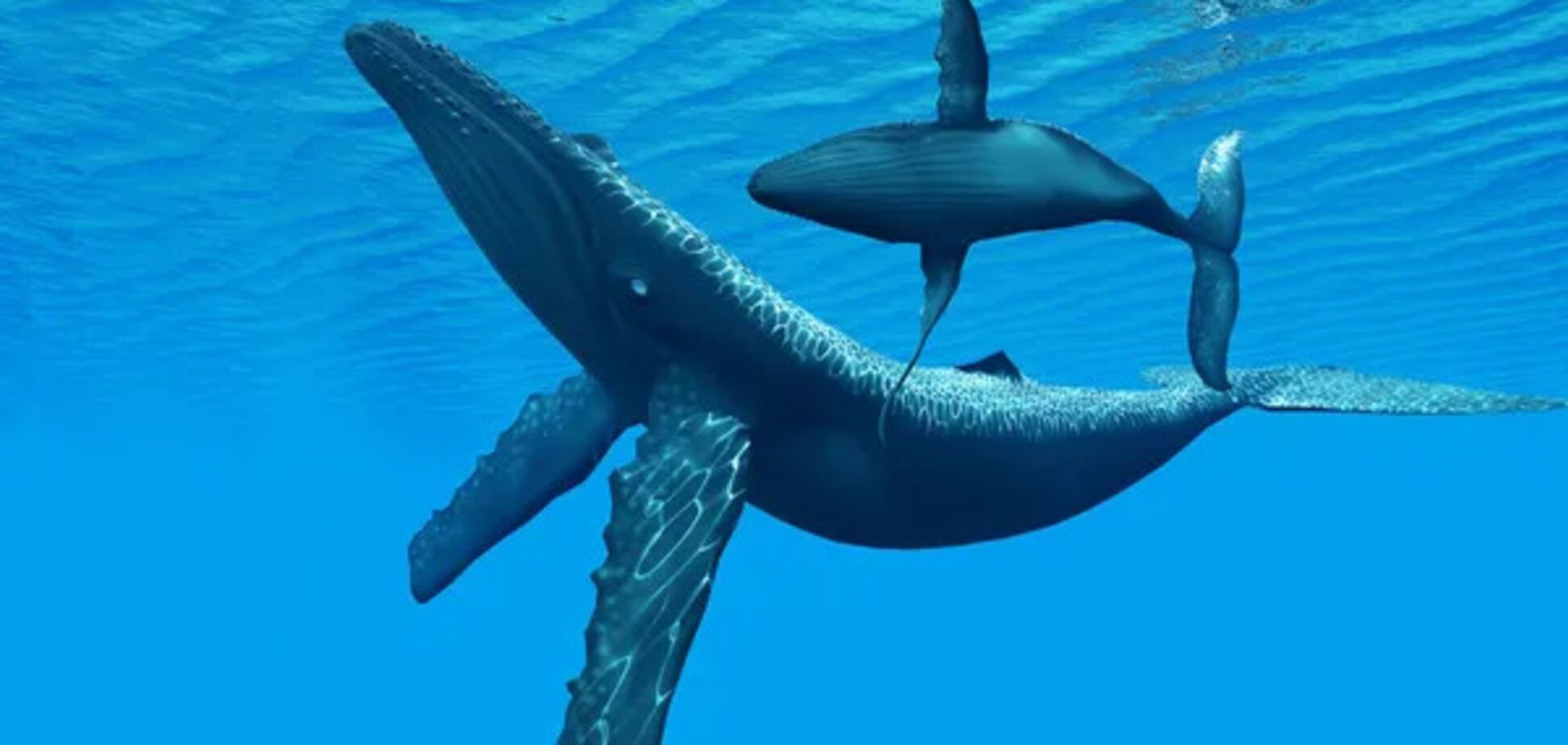 Животные с самым большим в мире мозгом общаются почти как люди: ученые совершили удивительное открытие. Видео