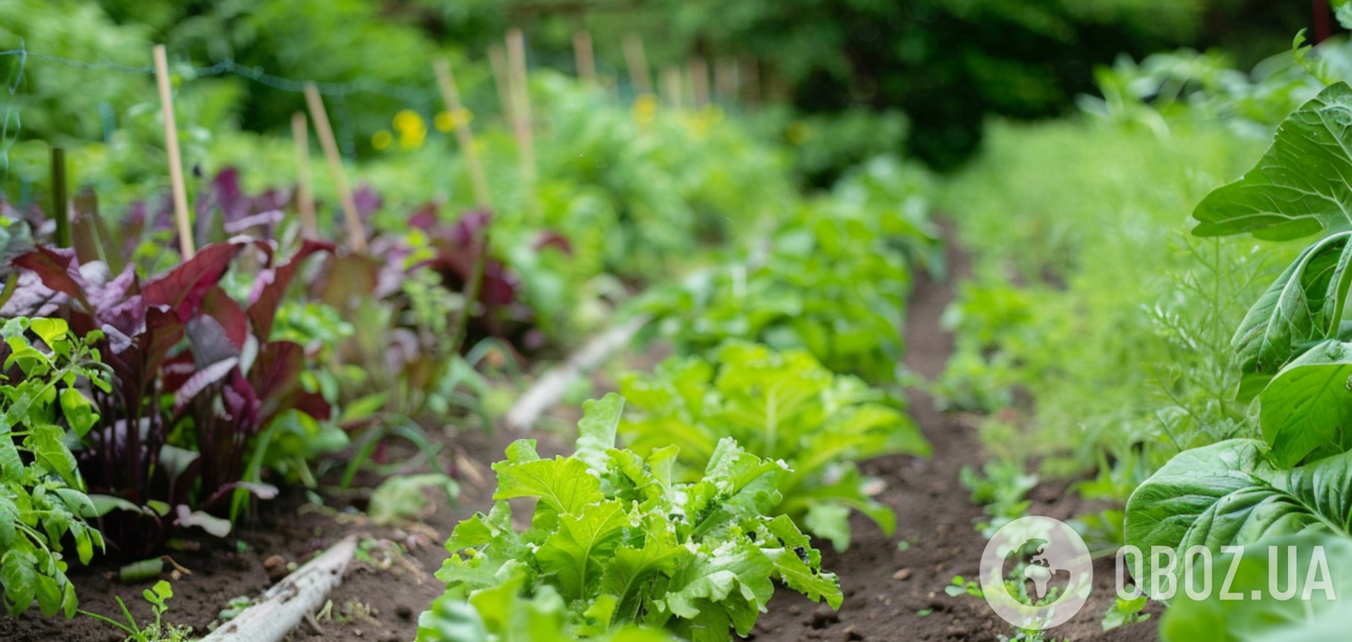 Як вивести берізку на городі: народні методи боротьби з бур’яном