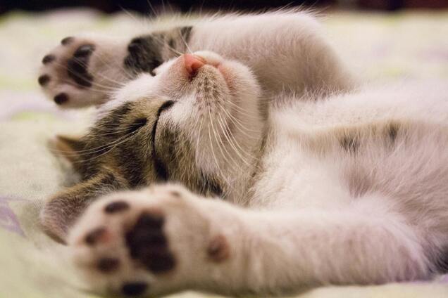 Действительно ли у кошек 9 жизней и почему последнее исследование из Британии огорчит владельцев сфинксов