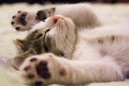 Действительно ли у кошек 9 жизней и почему последнее исследование из Британии огорчит владельцев сфинксов