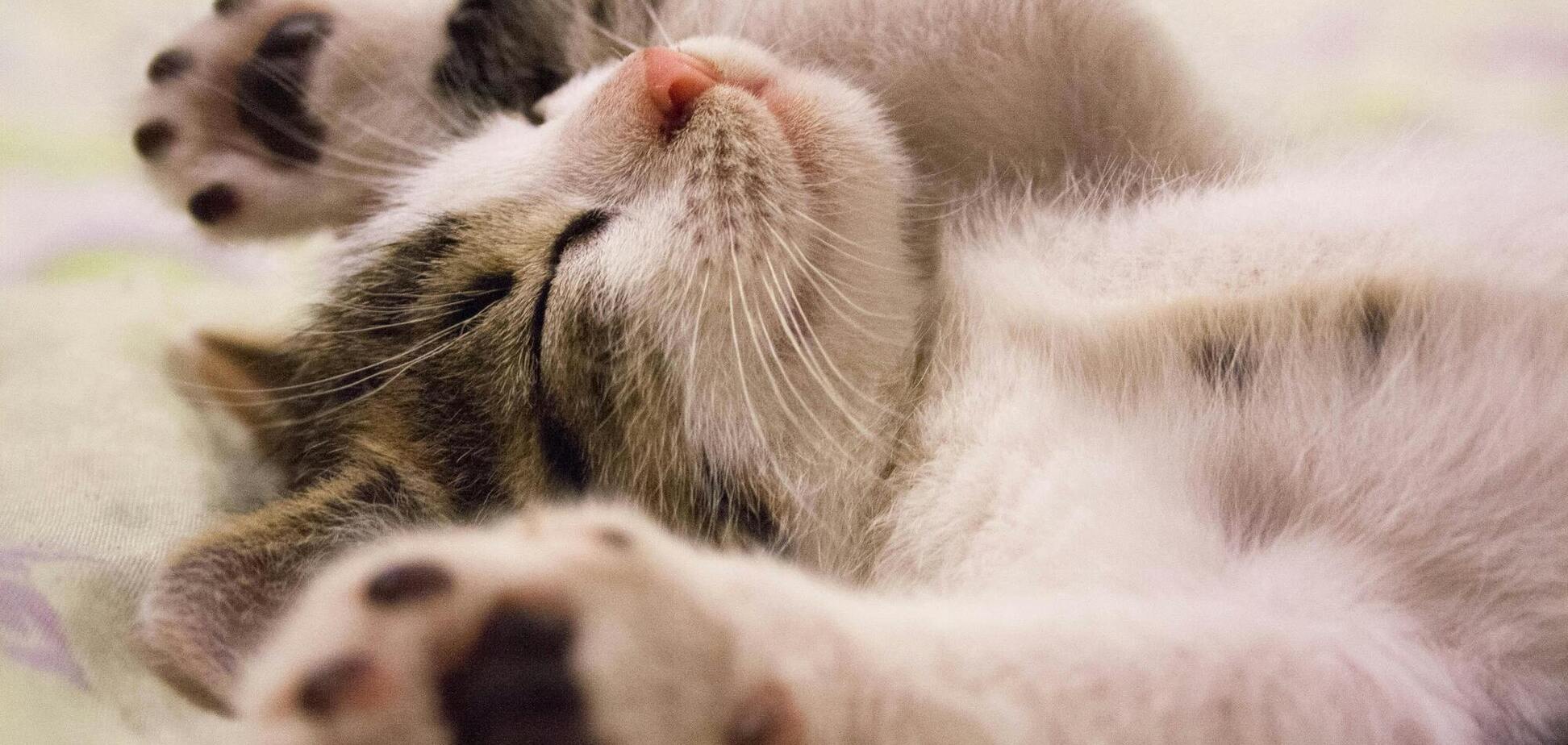 Чи справді коти мають 9 життів і чому останнє дослідження з Британії засмутить власників сфінксів