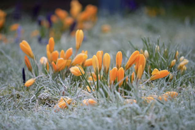 Похолодание и заморозки на поверхности почвы: синоптики дали прогноз погоды на четверг, 9 мая