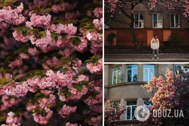 Маленька Японія в Україні: що подивитися в Ужгороді навесні