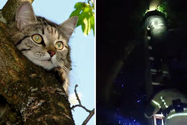 Парень застрял на дереве из-за кота