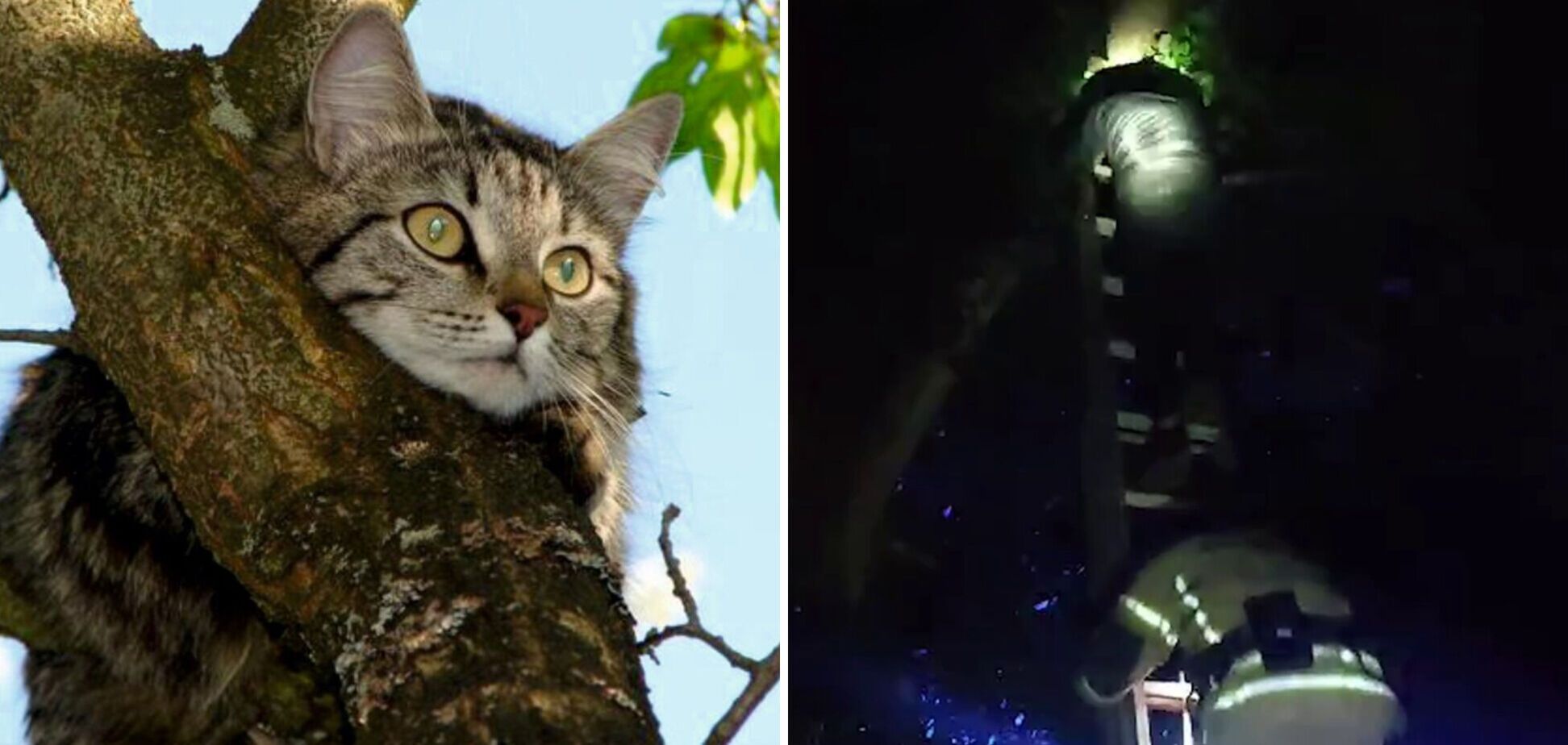 Хлопець застряг на дереві через кота