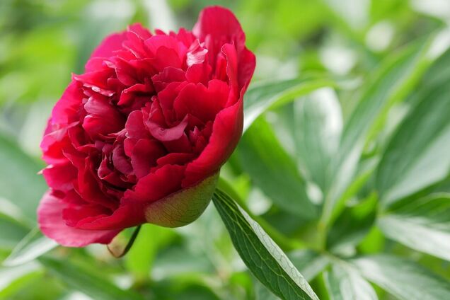 Де будуть заморозки і чи чекати швидкого повернення тепла в Україну: синоптикиня дала прогноз