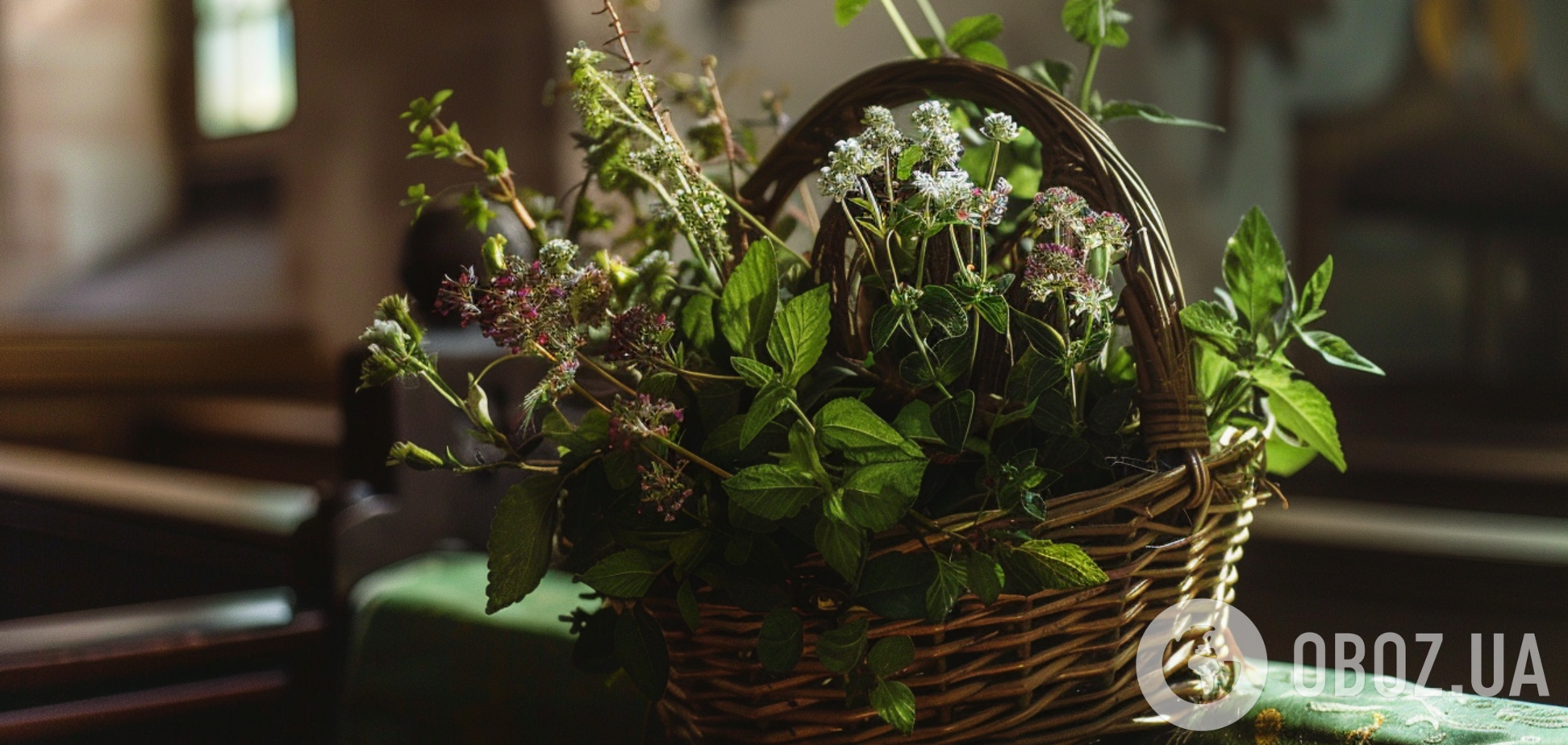 Петрушка, базилік і не тільки: які пряні трави можна висадити на городі в червні