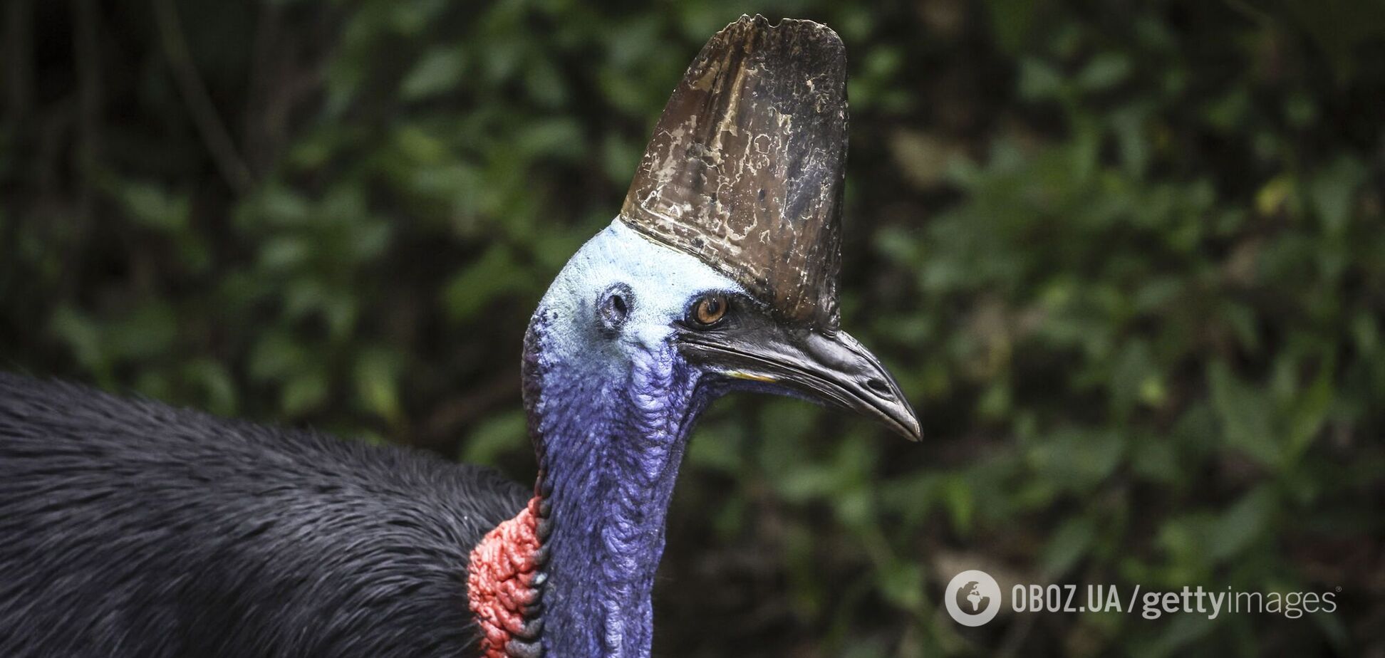 Найнебезпечніший у світі птах опинився під загрозою зникнення: який він має вигляд і чому вчені б'ють на сполох. Фото