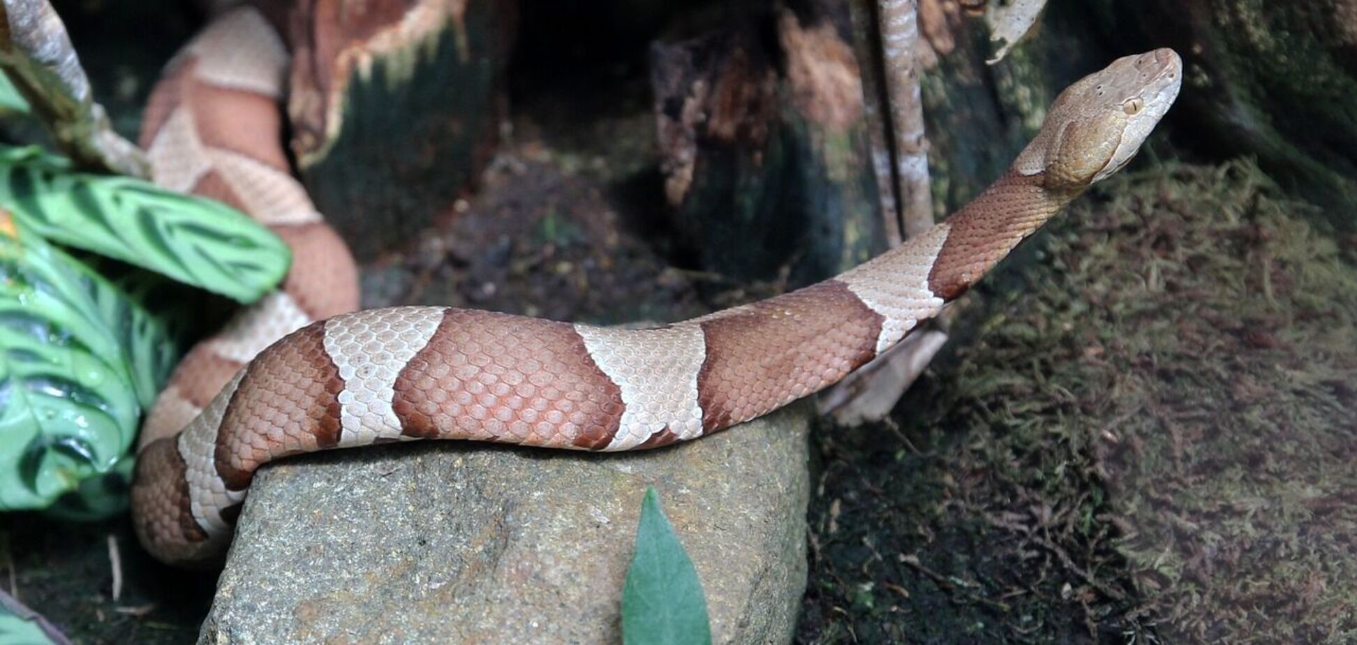 Як у фільмі жахів: в Індонезії пітон проковтнув маму чотирьох дітей, яка йшла на роботу. Відео