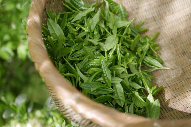 Идеальный напиток для похудения: как приготовить зеленый чай