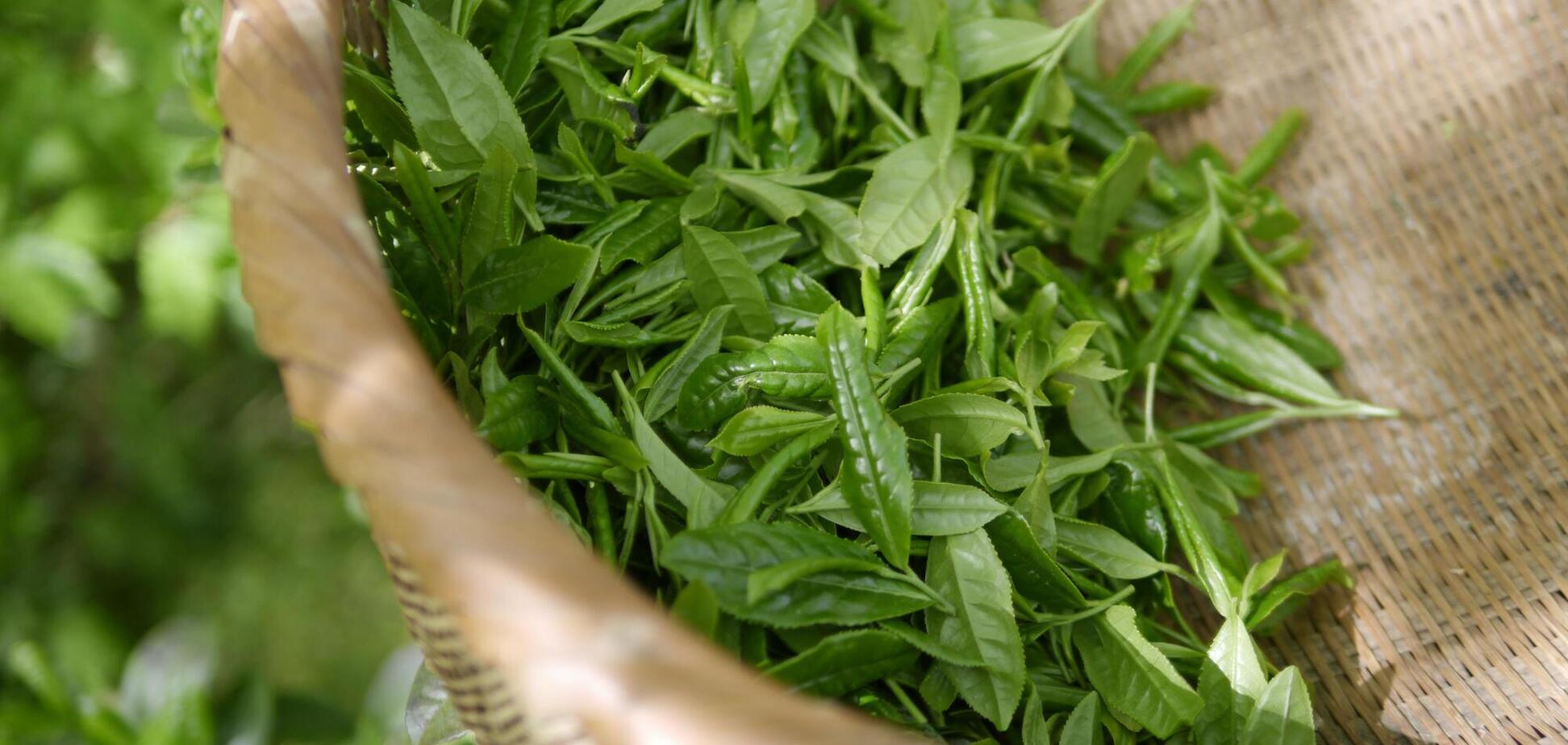 Ідеальний напій для схуднення: як приготувати зелений чай