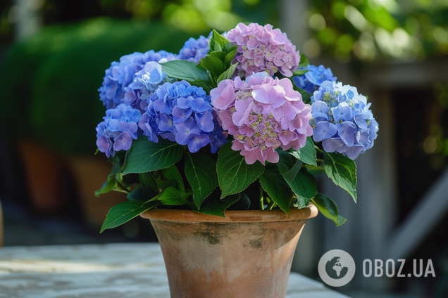 Гортензии будут радовать глаз: средство из кухни поможет защитить цветы и обеспечит пышное цветение