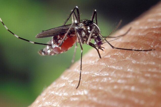 У Європі зросла захворюваність лихоманкою денге: чи є загроза для України 