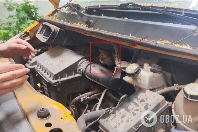 Перелякана кішка залізла у моторний відсік авто та застрягла там