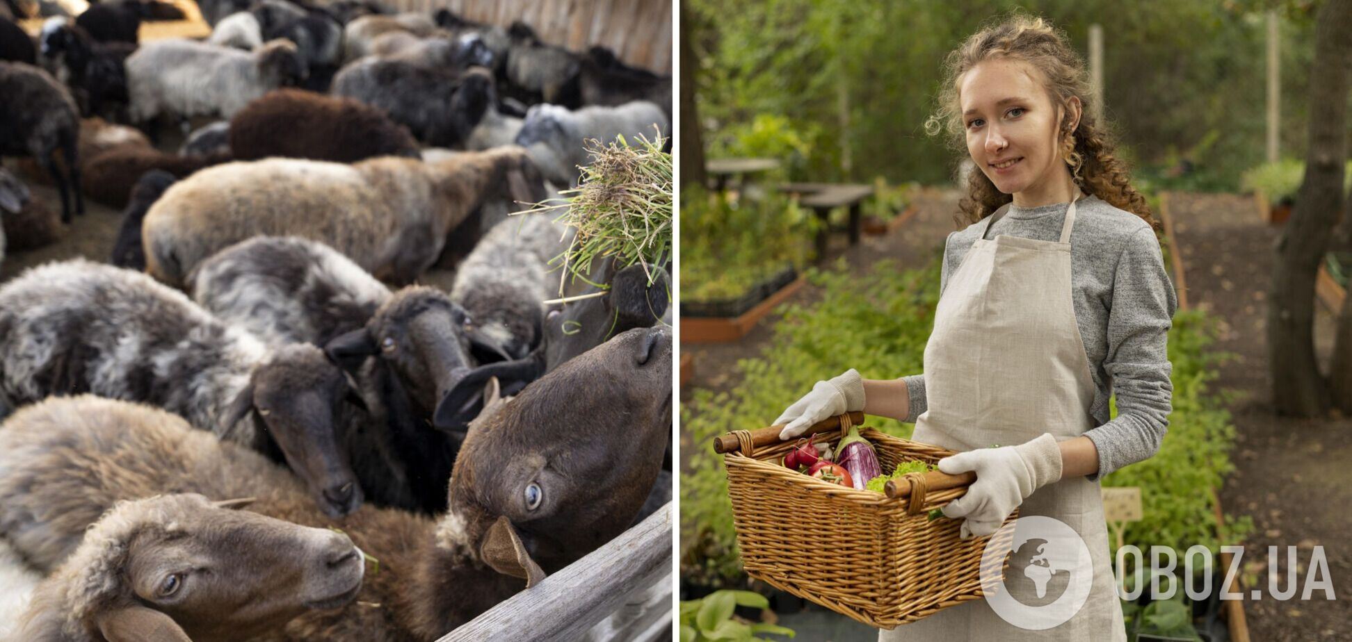 Эковыходные с семьей: интересные фермы и поля в Киевской области