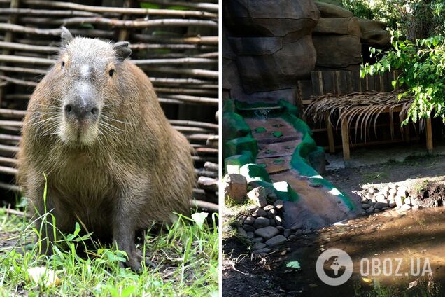 Для реабилитации животного созданы все необходимые условия