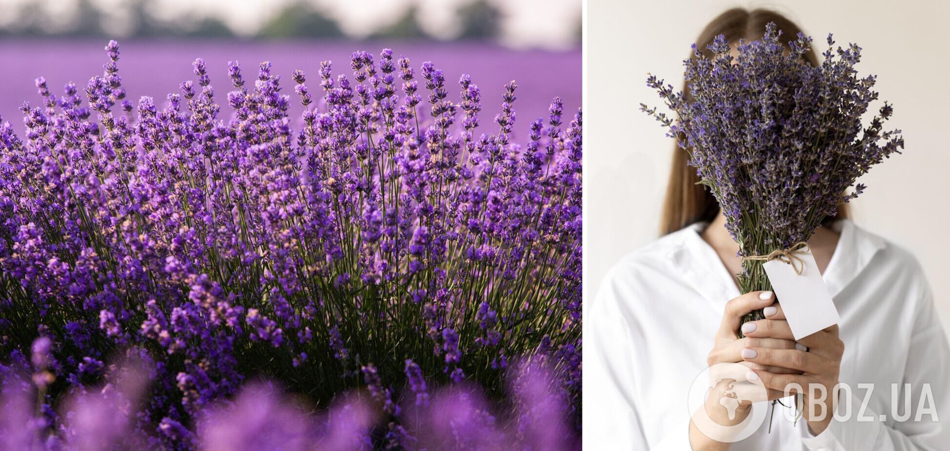 Лавандовий рай: найкращі квіткові локації України