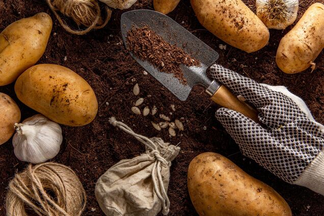 Штраф за вирощування картоплі зі своїх бульб у РФ – 500 рублів