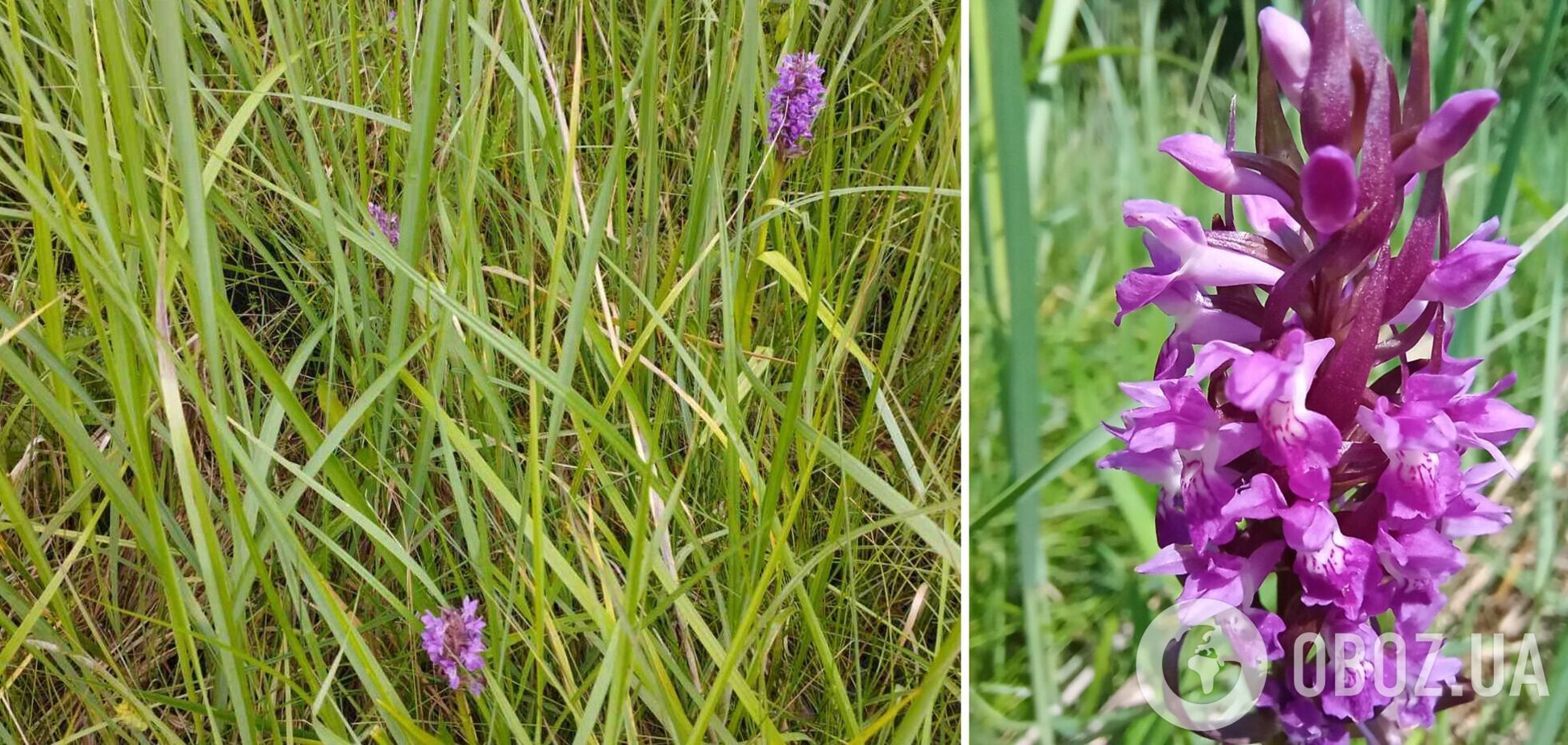 Цей вид орхідей занесено до Червоної книги України