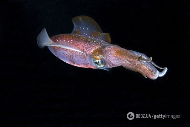 Відео рідкісного кальмара з величезними яйцями вразило інтернет: що це за молюск і чому науковці мовчали аж 9 років