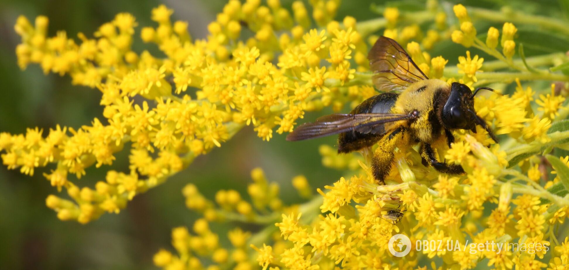 Вчені з'ясували, що рослини мають інтелект і здатність 'вирішувати проблеми'