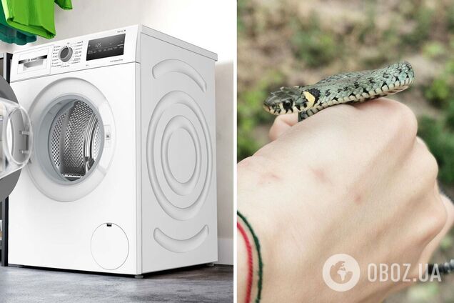 Змію випустили на волю