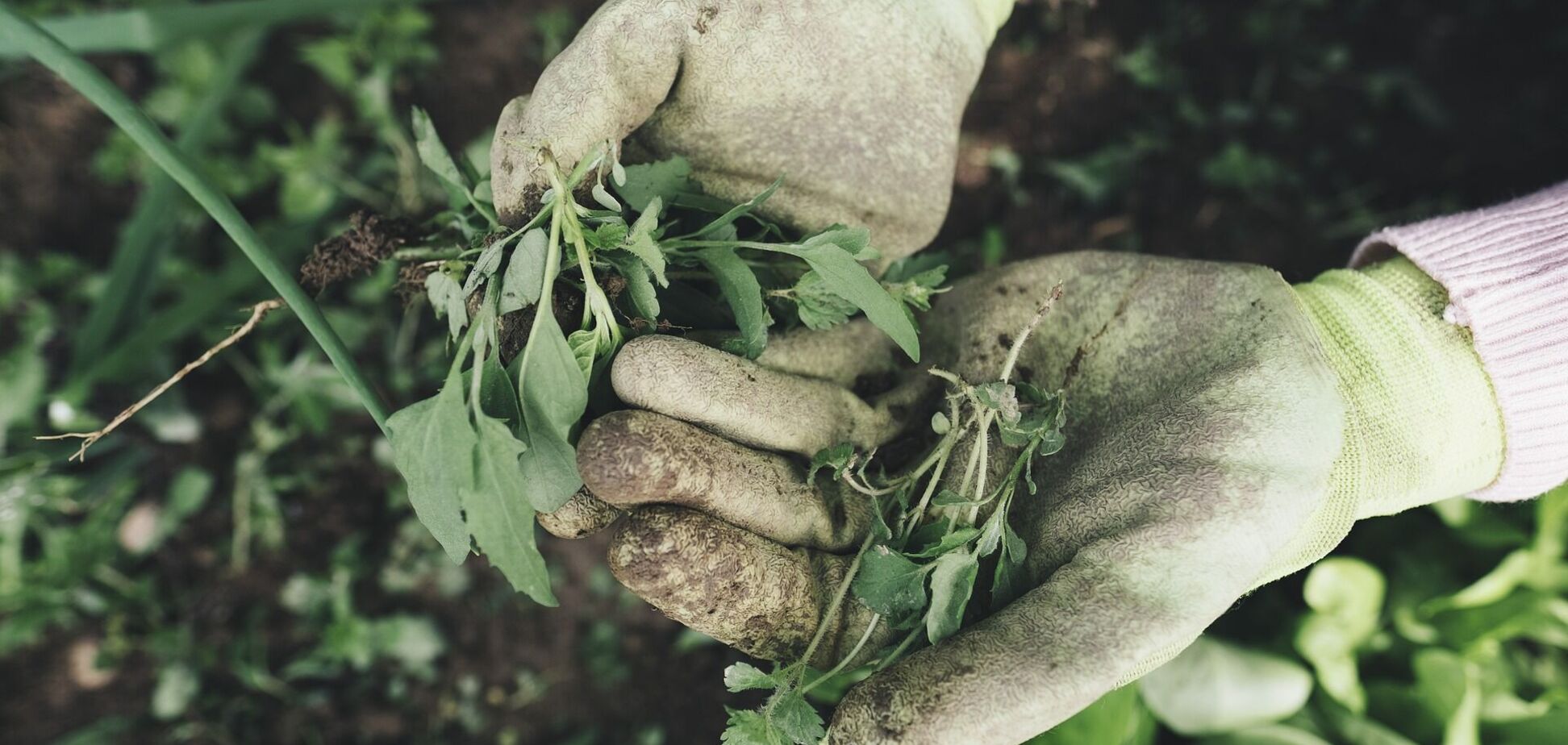 Як 'перемогти' бур’ян на городі і в саду: поради для дачників-новачків