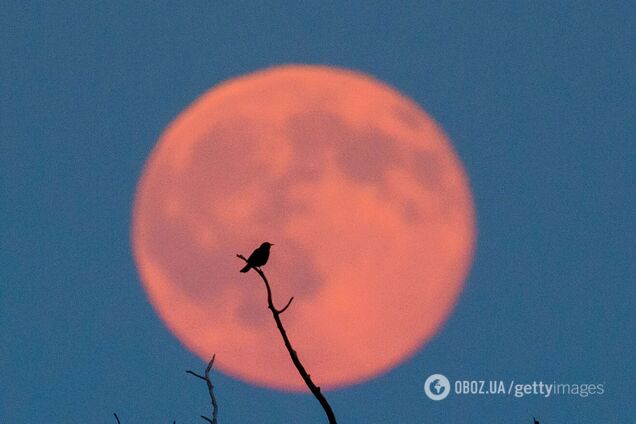 Над Землей взойдет Клубничная Луна: что это за явление и когда и где его можно увидеть