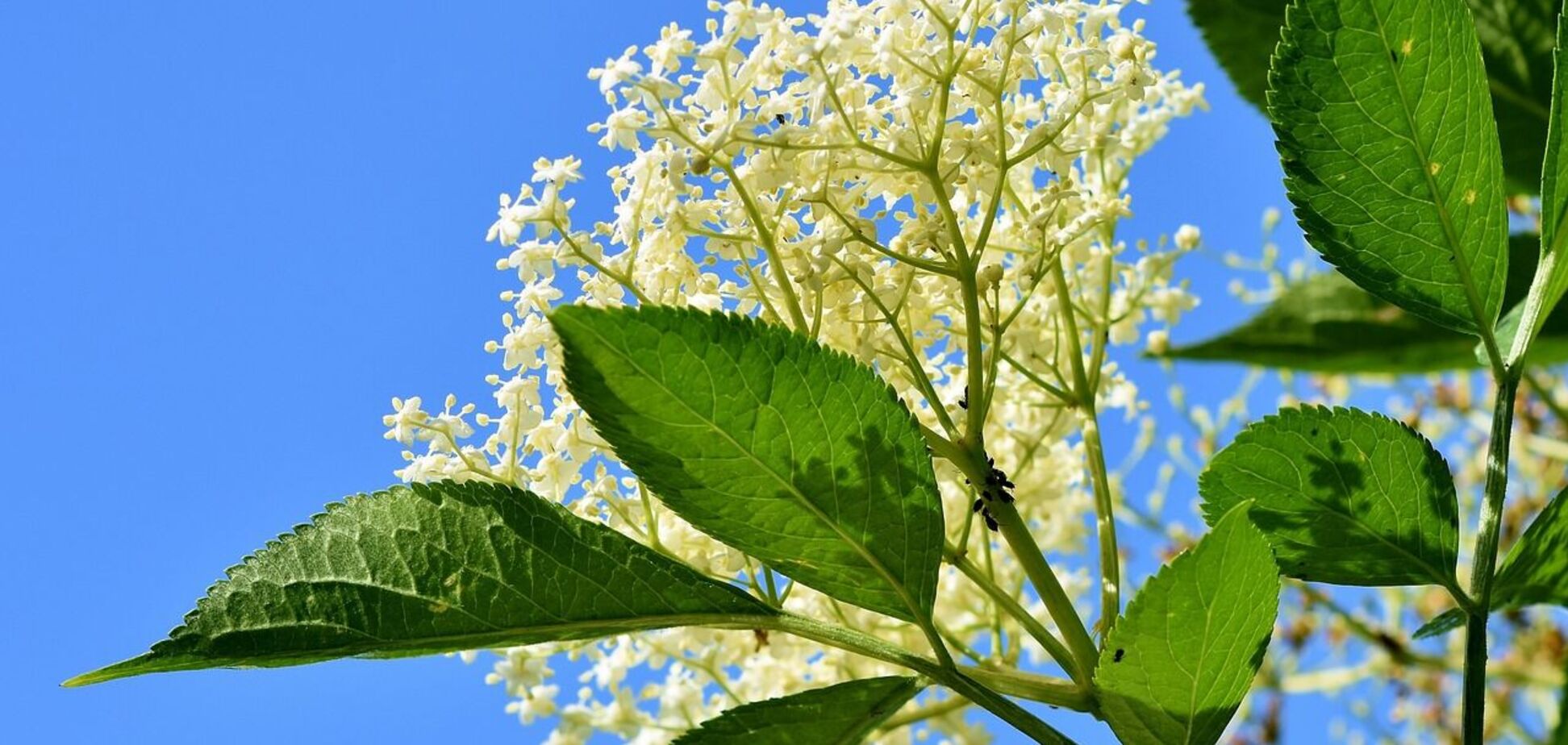 Безопасно ли употреблять цветки бузины: возможные побочные эффекты