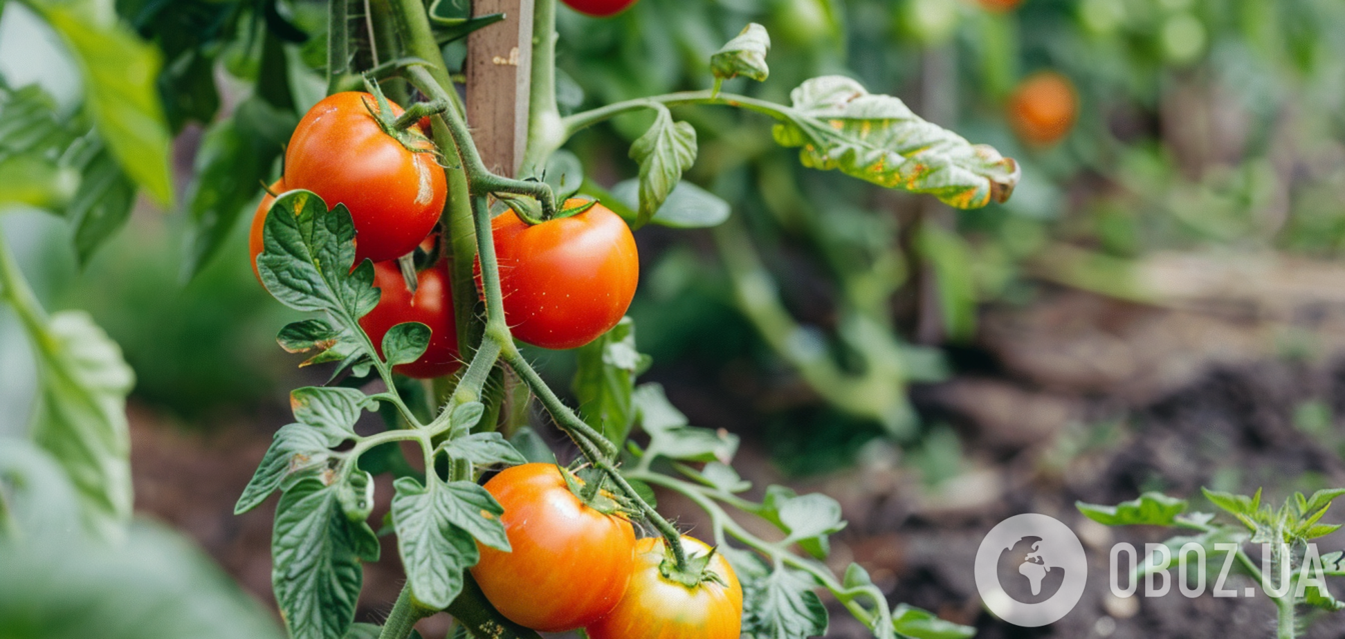 Як врятувати помідори від чорних плям: домашні методи