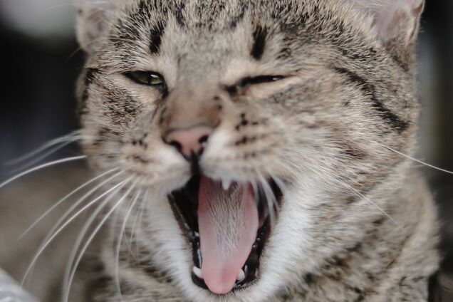 Чому коти нявкають на людей? Вчені з’ясували несподівану причину