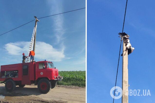 Спасатели помогли раненому аисту