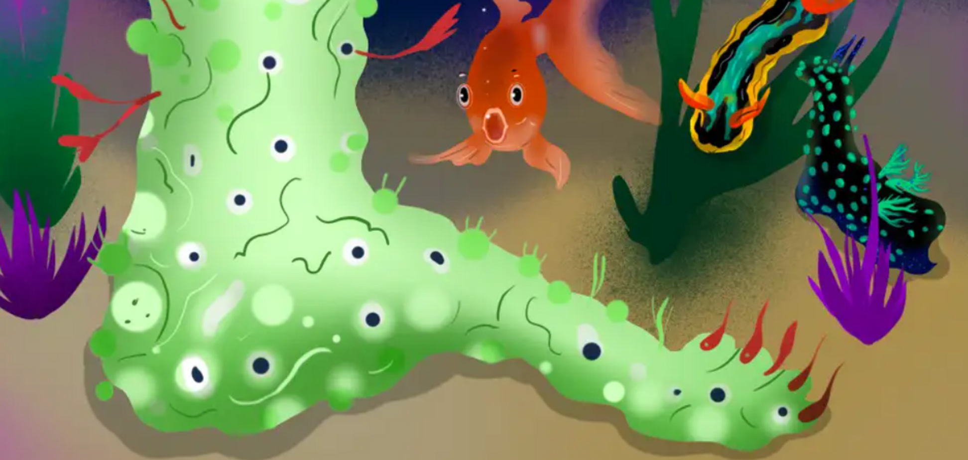 'Відрізана нога' людини, яку знайшли на пляжі, виявилася морським слимаком