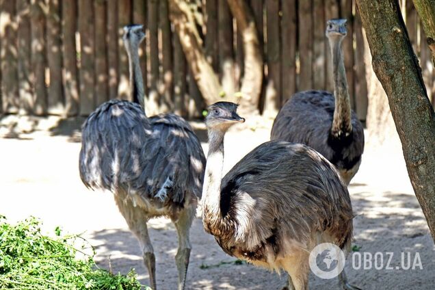 В природный вольер переселили спасенных птиц Нанду
