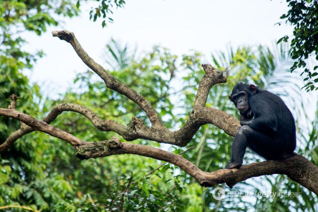 Даже 'подбирают' антибиотики. Ученые выяснили, что шимпанзе лечат себя лекарственными растениями