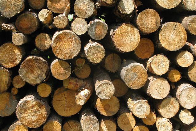 Иллюстрация - древесина, лес