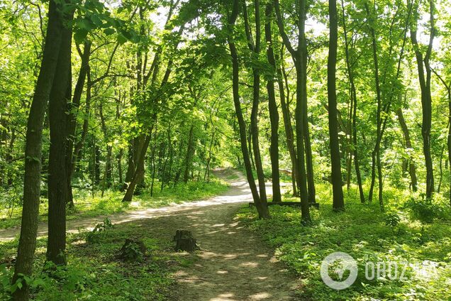 Тіло виявили у київському лісі