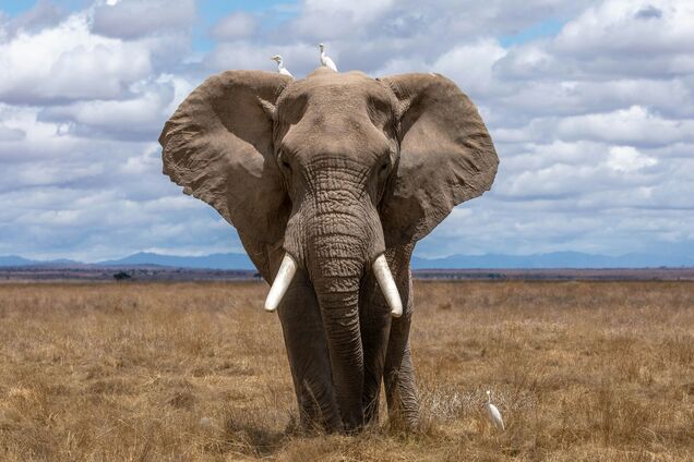 Второй случай за год. В Замбии слон вытащил туристку из автомобиля и затоптал ее