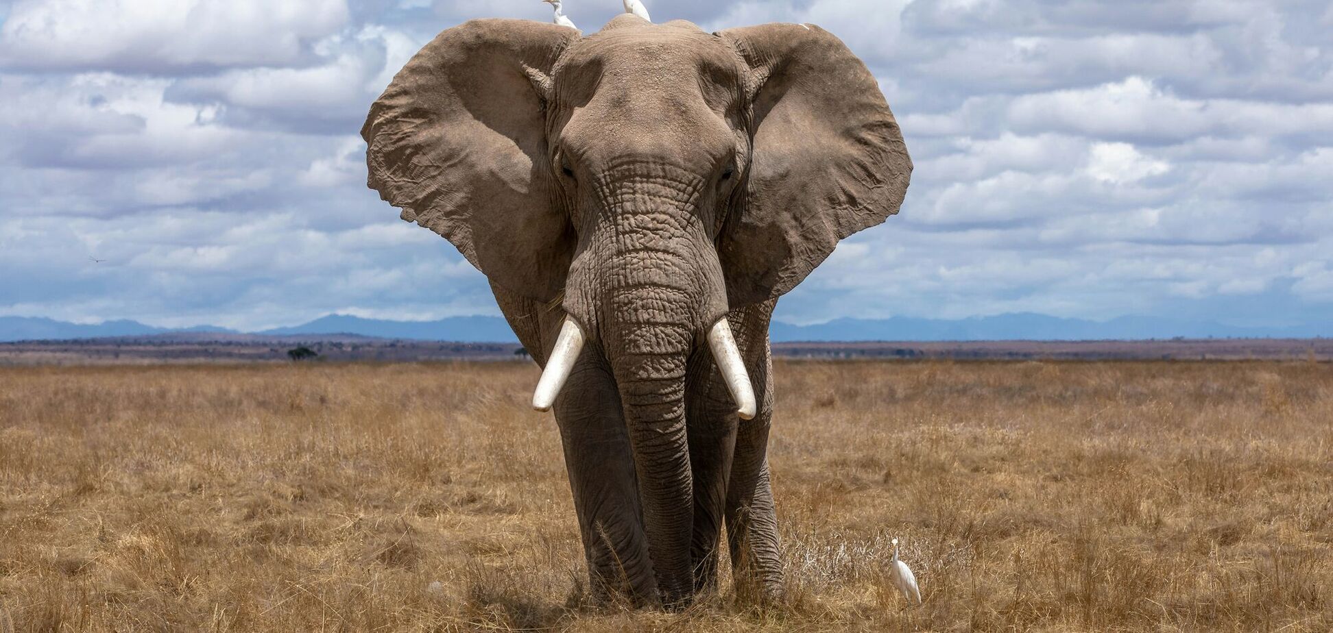 Другий випадок за рік. У Замбії слон витягнув туристку з автомобіля і затоптав її