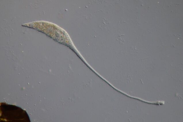 Шея становится в 30 раз длиннее тела. Ученые разгадали тайну микроба 'Лохнесское чудовище'