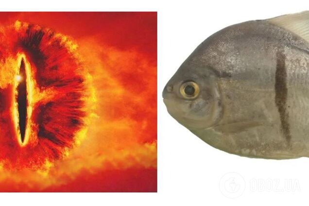 Схожа на піранью. В Амазонці знайшли рибу з 'людськими зубами' та 'Оком Саурона'