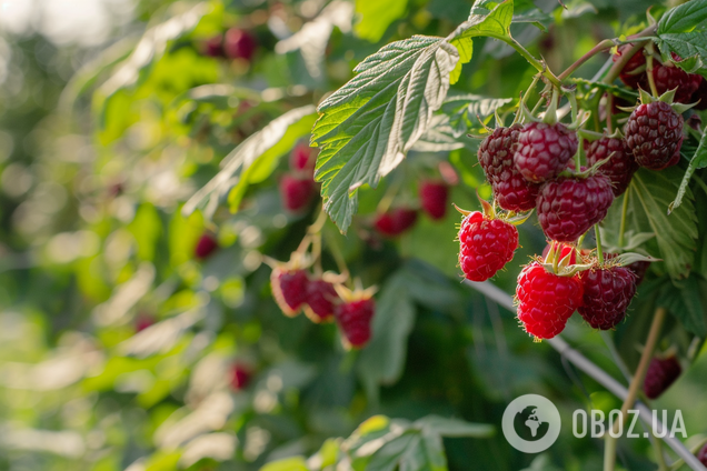 Урожай малини. Ілюстрація