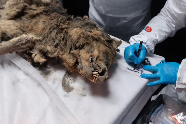 В вечной мерзлоте Сибири нашли мумифицированного волка в возрасте 44 000 лет: у него чудом сохранились органы, мех и зубы. Фото
