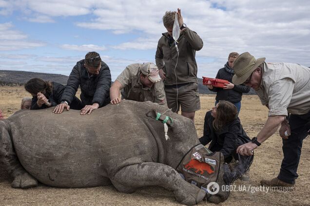 Вперше у світі. Вчені зробили роги носорогів радіоактивними для боротьби з браконьєрством