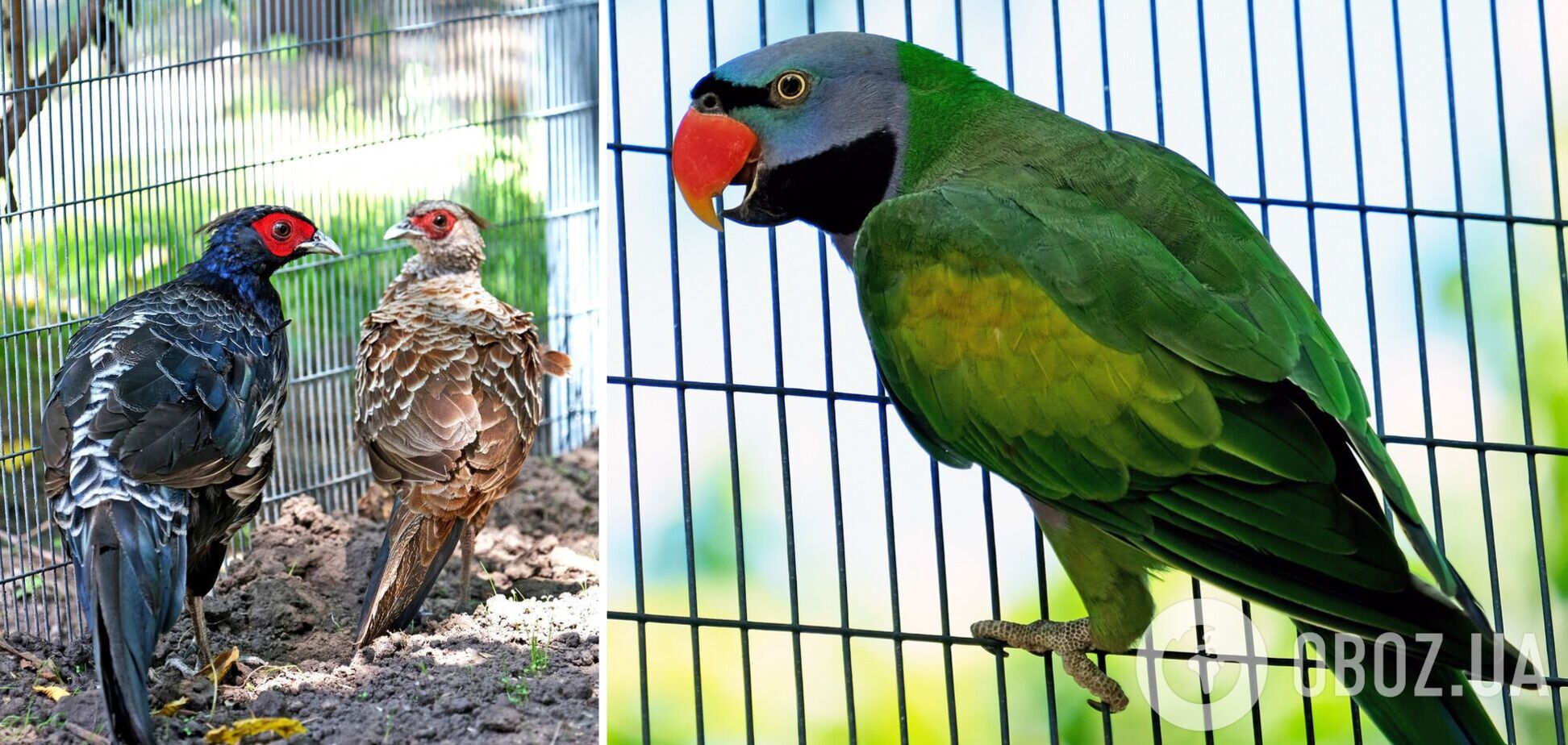 Для птиц созданы все необходимые условия