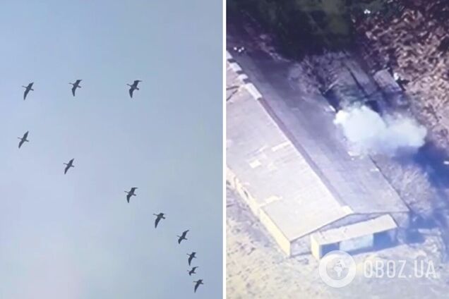 'По ТБ показували': окупант злякався лебединого ключа в небі й напророчив 'бавовну'. Відео