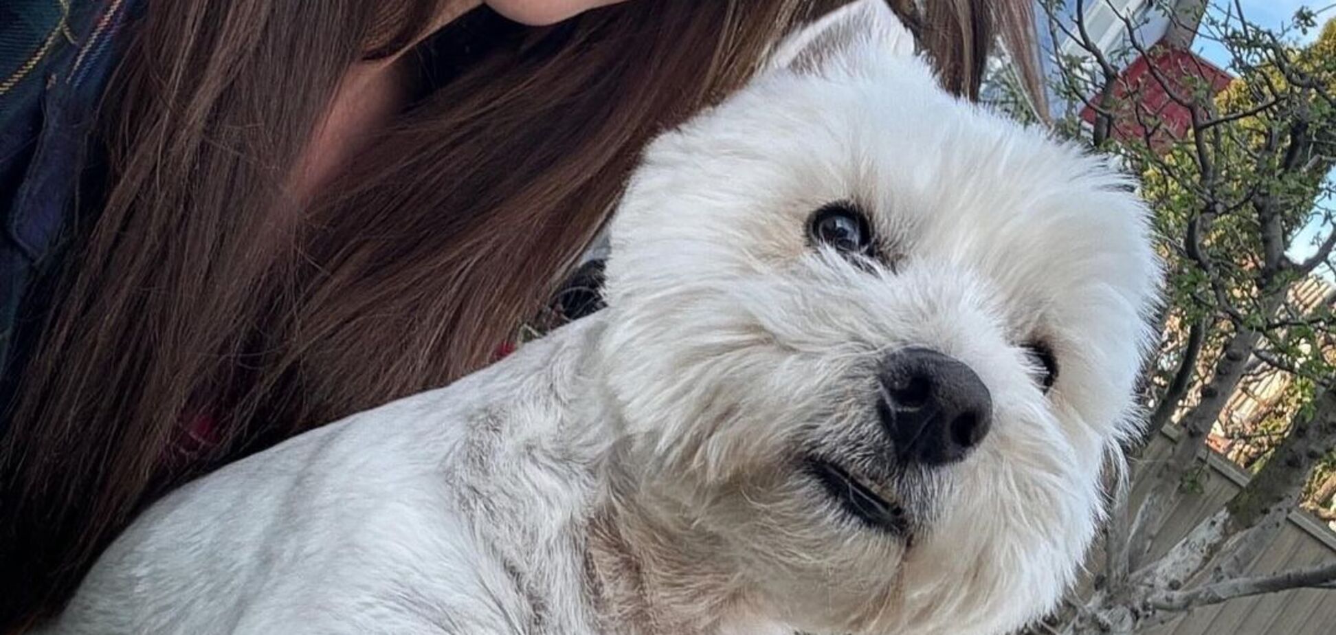 Собаки, кошки и даже птичка галка: как выглядят домашние любимцы украинских звезд. Фото